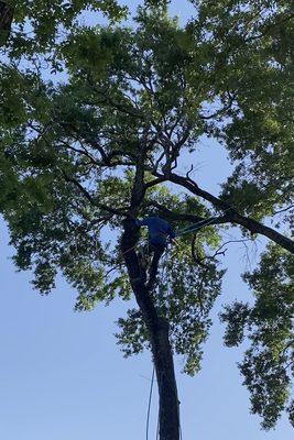 Removing dead branches