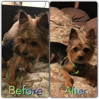 3/19 grooming of our pup. They did a good job.  Thanks