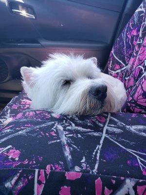 Happy content boy after his groom with Amber Fell asleep on the way home