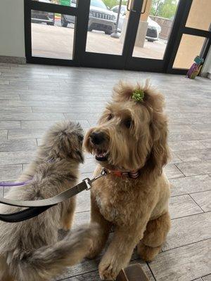 Daisy and Joie right after the groomer.