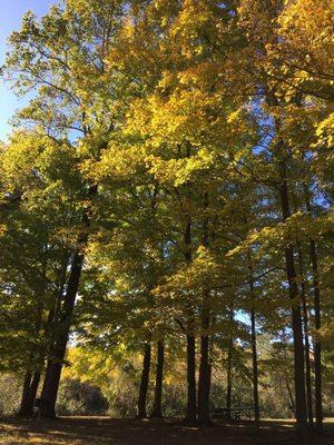 Beautiful yellow trees