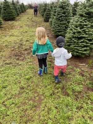 Searching for the perfect tree