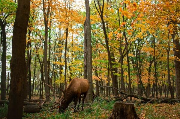 elk grazing