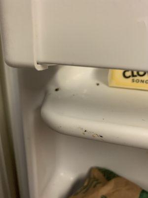 roaches in my refrigerator