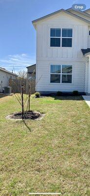 Basham Crape Myrtle when we first brought it home end of winter.