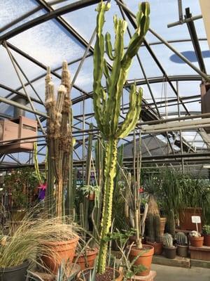 The cacti and succulent section is huge