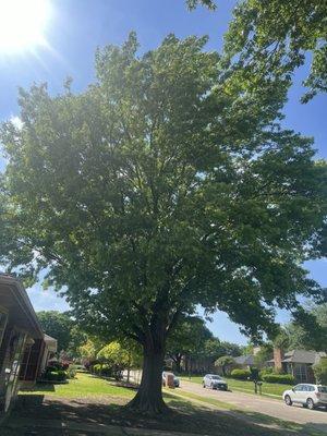 Tree trimming