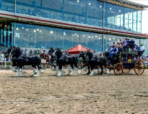 The Express Clydesdales at the 104th Louisiana Derby