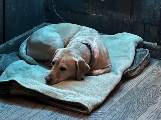 Good bars have dog beds.