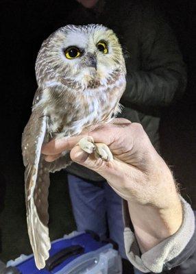 Saw Whet Owl