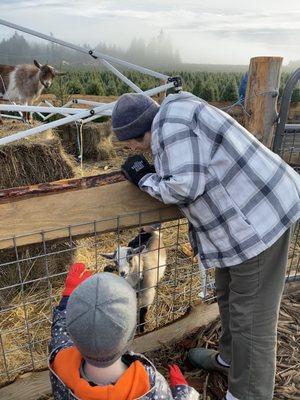 They have some goats who want attention