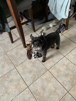 Buggy waiting on his treat