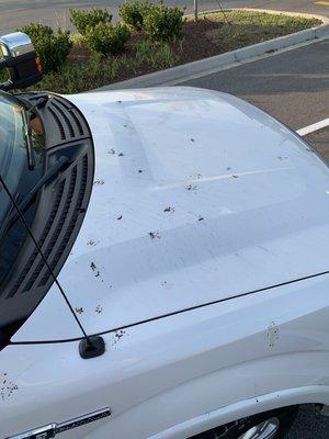 Bird droppings on hood