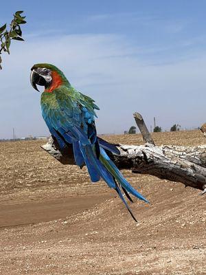 Charlie the Macaw!