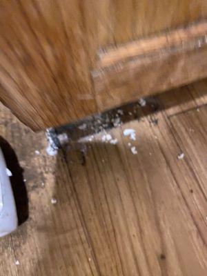 Rats coming out under the sink