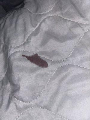 Blood on the back of the duvet