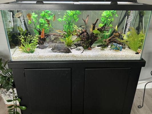 Semi aggressive community tank.