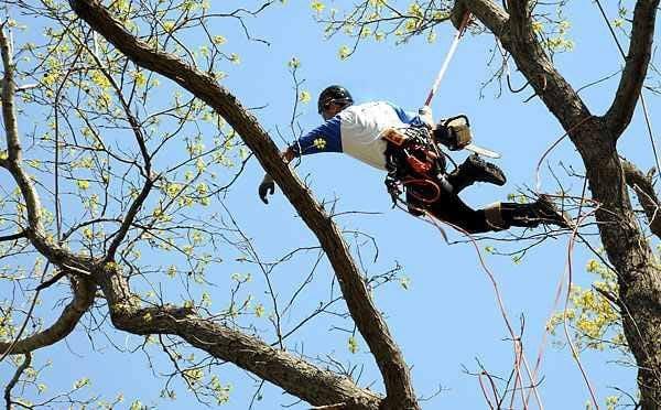 Tree Service Pros