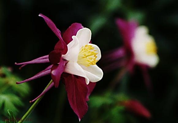 Columbine Landscaping