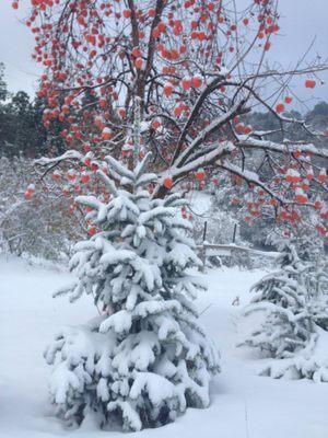 Snow on the persimmons