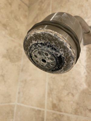 Dirty shower head