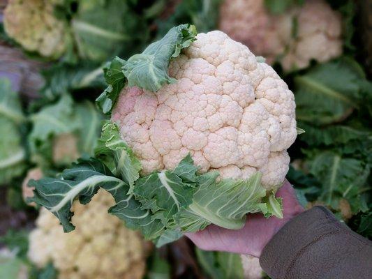 Cauliflower from Nash's in Sequim