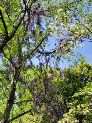 Dogwood tree with Wisteria