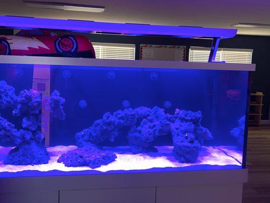 Reef fish tank