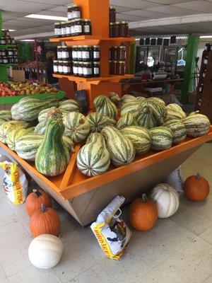 GIANT squash!