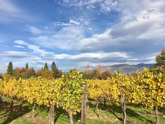 The gorgeous vineyard in autumn