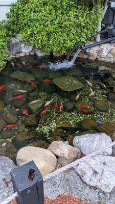 Koi pond out front