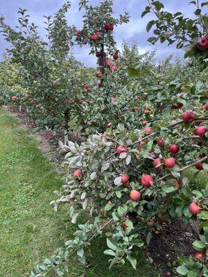 Honeycrisp trees