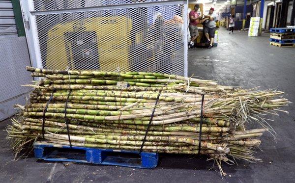 Sugar Cane