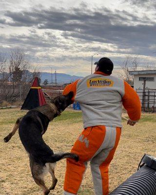 Las Vegas K9 Training