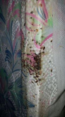 Live Bedbugs blood spots on box spring.