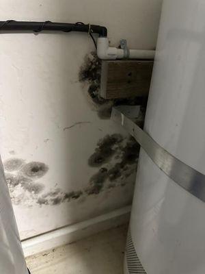 Mold near water heater