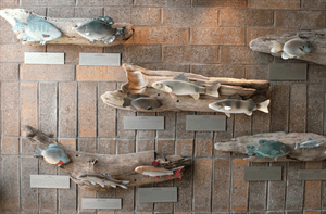 Inside Wall Fish Exhibits