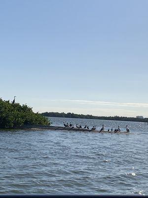 A rookery island where birds nest