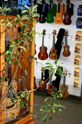 Ukulele wall and an apple tree