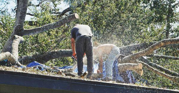 Tree removal at our client's home