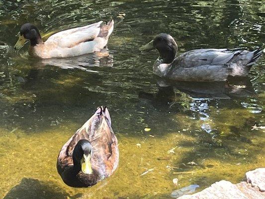 Ducks at the lower duck pond in Lithia Park