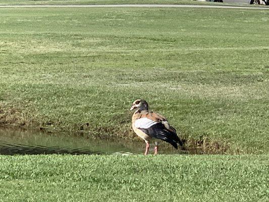 I believe an Egyptian duck, not sure.