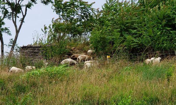 06/19/2021  Fort Negley pic 10 of 10