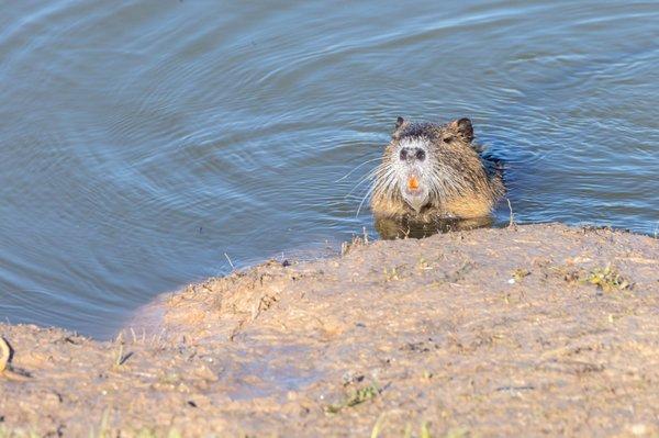 Swamp Rat Nutria