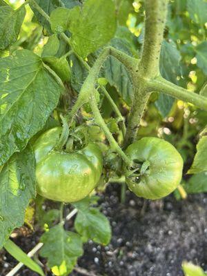 Baby tomatoes growing.