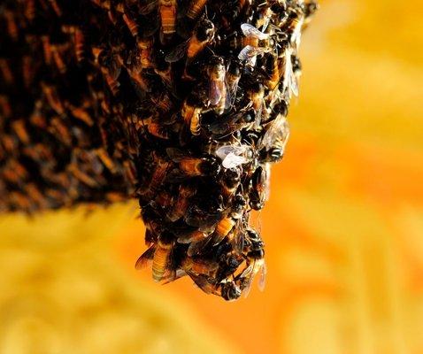 bees and wasps are essential to the planet's ecosystem