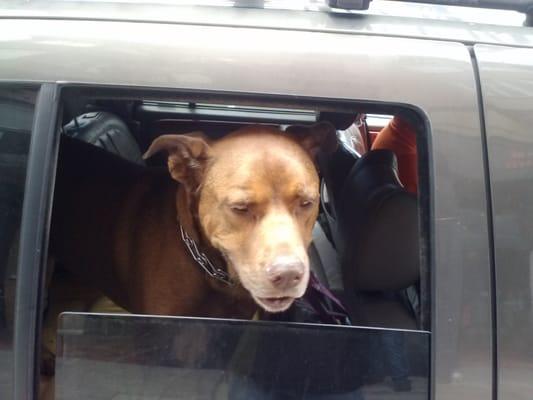 Redd, excited about a trip to the local dog park.