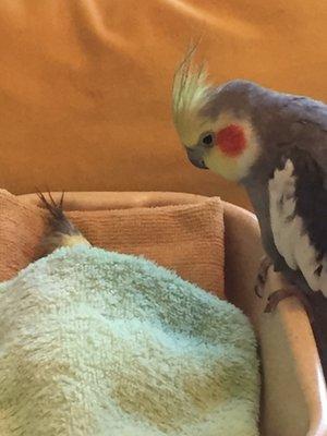 Cockatiel looking in the casket of his mate, Princess, a cockatiel who died.