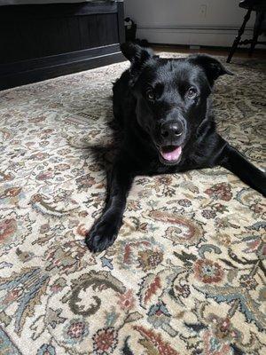 Our dog loves our newly cleaned carpet.