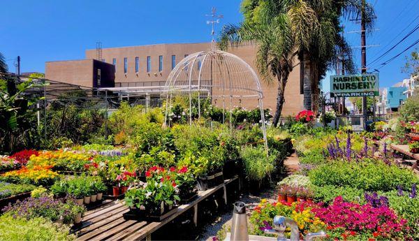 Hashimoto Nursery is among the handful garden nurseries still here, others were bought out due to this area's skyrocketed appreciation